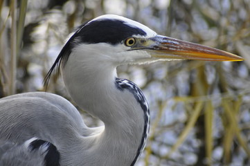 heron neck