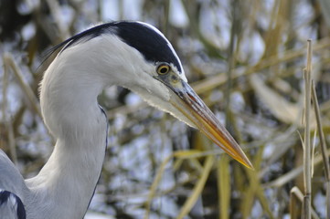 heron on target