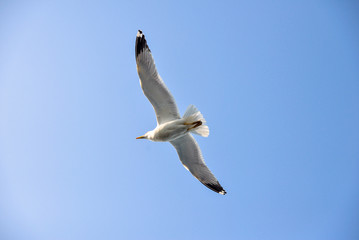 Gull in the sky 