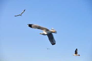 Gulls in the sky 
