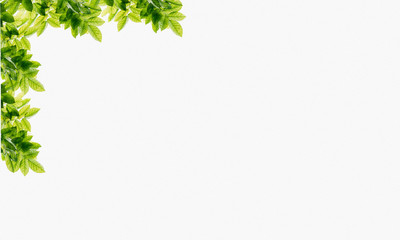 leafs frame abstract background isolated on white