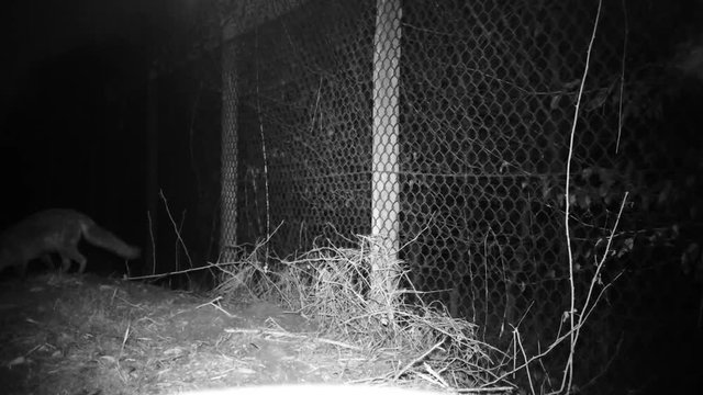 Fox (Vulpes vulpes) smells and eats in a wood in the night. Wildlife FullHD 1080p video.