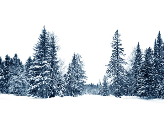 Snow covered spruce trees, blue toning of black and white photography, Christmas and new year