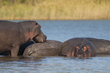 Fototapeta na wymiar HIPPOPOTAMUS AMPHIBIUS, South Africa