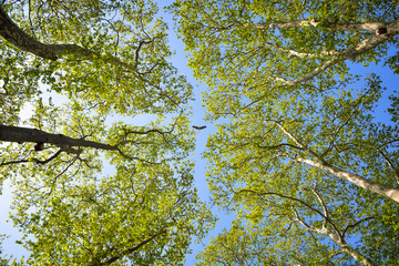 Big bird and treetops