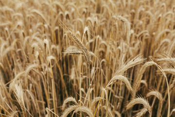 Gerstenfeld in Norddeutschland