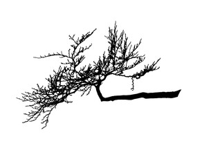 Realistic tree silhouette (Vector illustration).Ai10
