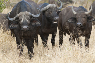 Obraz premium Cape buffalo, South Africa