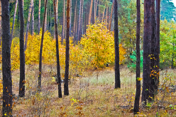 Golden Autumn in the Pine Forest