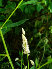 White flower in barren land