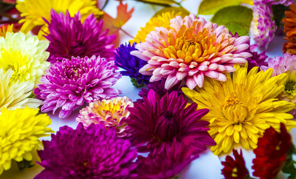 Beautiful bouquet of chrysanthemums close-up