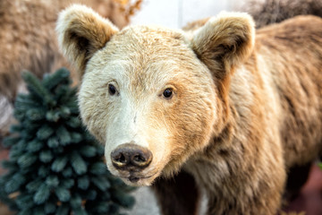 Fototapeta premium Brown bear (Ursus arctos) in forest
