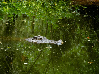 Crocodile in green water lake, South Africa.