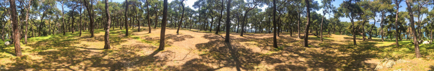 forest with coniferous trees