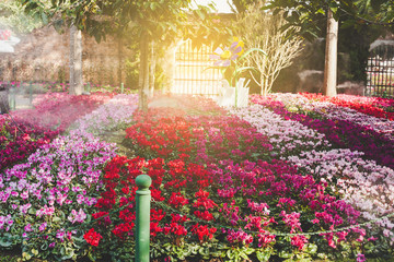 beautiful flower in garden field