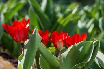 Red tulips blooming in a spring garden