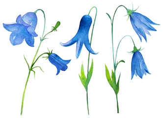 Spring flowers watercolor painting on white background