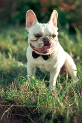 Fototapeta premium Fancy french english american bulldog with huge big ears and white fur skin wearing tie gentlemen and bee costume enjoy summer time on street green grass
