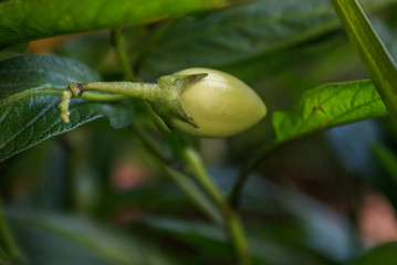 Pepino dulce