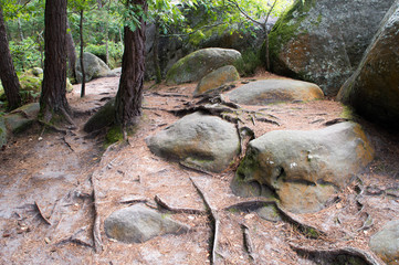 Forêt de Fontainebleau