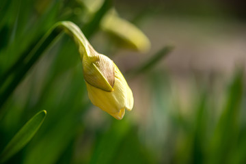 Blooming spring flowers daffodils in early spring garden