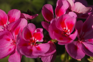 pink Flammenblumen (Phlox)