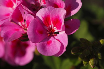 Fototapeta na wymiar pink Flammenblumen (Phlox)