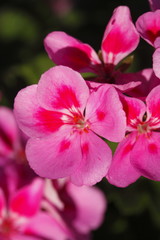pink Flammenblumen (Phlox)