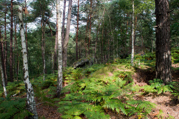 Fototapeta premium Forêt de Fontainebleau