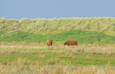 Highland cattle in the field