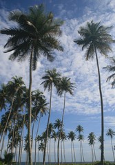 Fototapeta na wymiar coconuts and plam trees near the beach in ivory coast