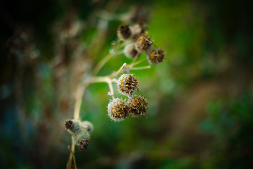 Spines. Common burdock. plant weed.