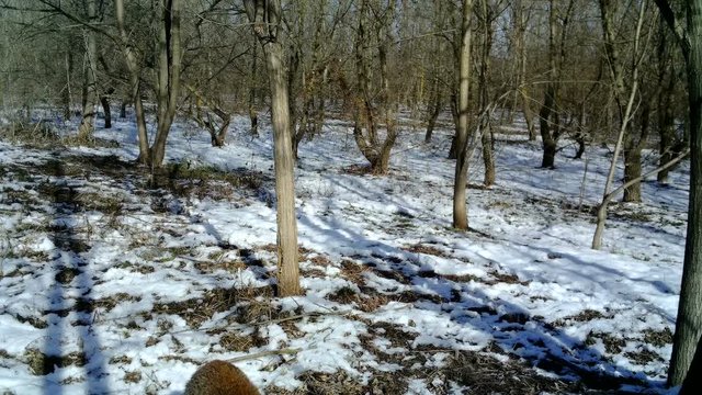 Fox (Vulpes vulpes) smells and eats in a wood in the night. Wildlife FullHD 1080p video.
