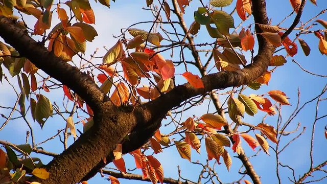 青空と木枯しに揺れる紅葉した木（サクラ）