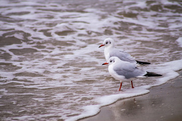 Fototapeta premium Seevögel
