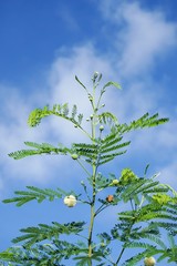 fresh green leucaena glauca plant in nature garden