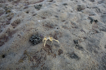 Little crab at the sand