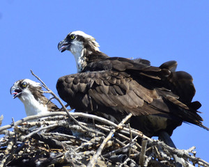 Nesting Osprey