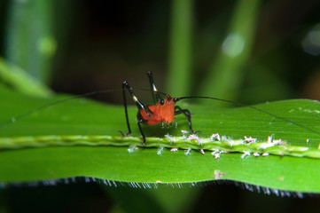 grasshopper