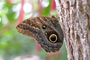 Schmetterling mit Augen