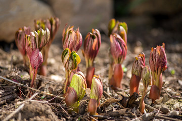 Peonies sprouts in early spring garden