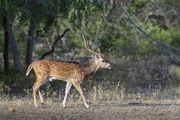 Chital - Axis axis, Sri Lanka