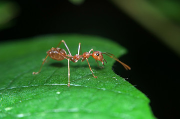ant