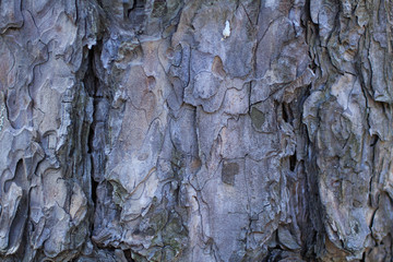 Pine tree bark