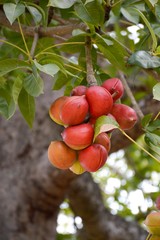 Sterculia foetida tree in nature garden
