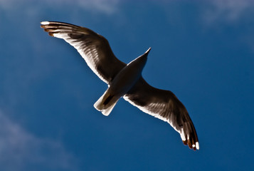 gaviota trasluz
