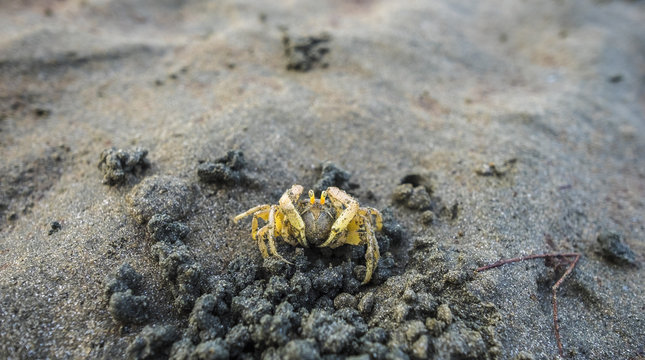 Little crab at the sand