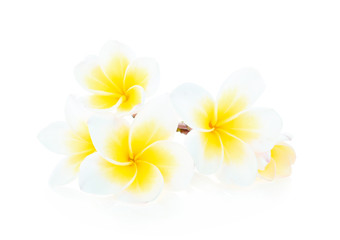 Fototapeta na wymiar Tropical flowers frangipani (plumeria) on white background