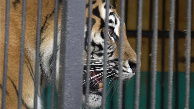 malnyan tiger face, caged animal, cruel captivity in a circus zoo