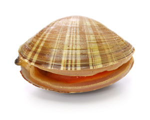 chinese mactra, aoyagi, japanese sushi topping